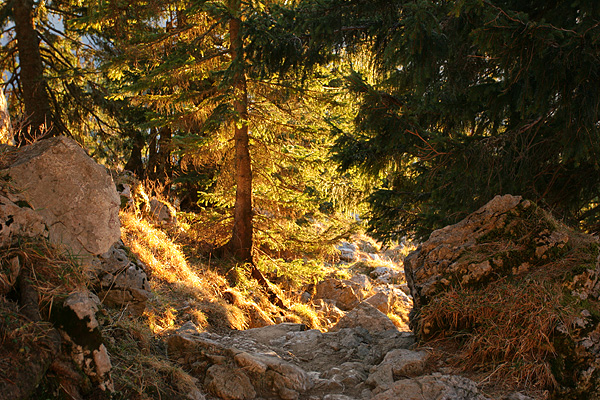 gleissender_wald.jpg