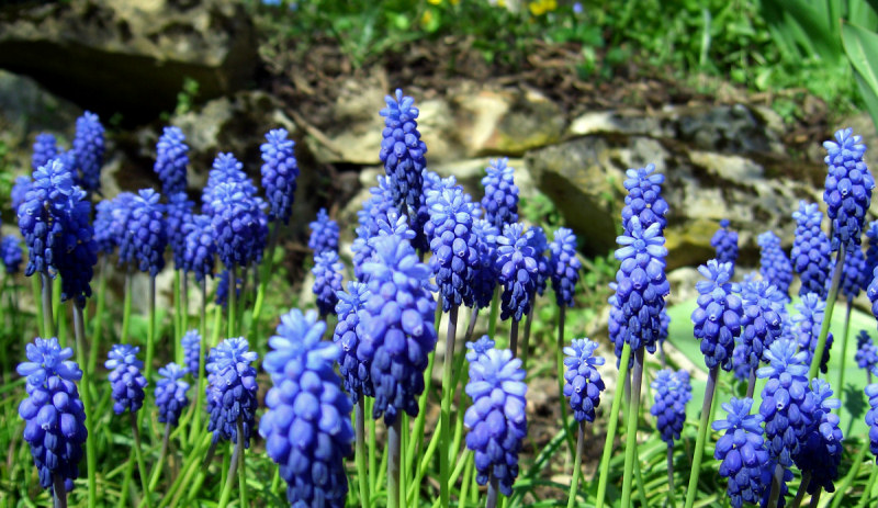 blumen.jpg