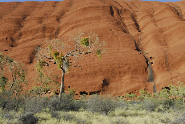 Baum in DownUnder vor rotem Sandstein