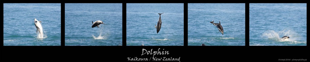 Ein Delphin in Kaikoura/Neuseeland