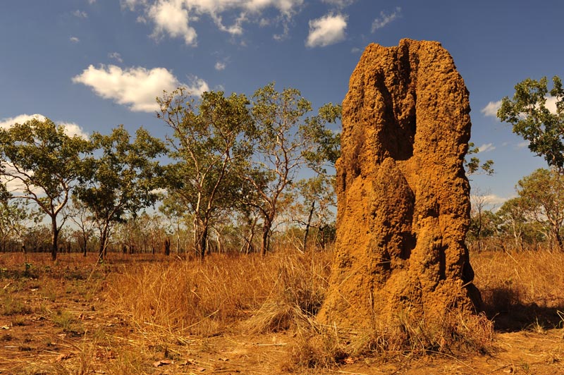 Termitenhaufen im Kakadu National Park bei Darwin, NT, Australien